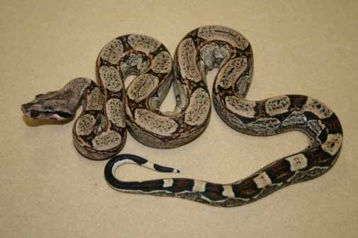 Boa Constrictors